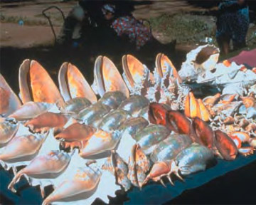 Coral Reef Conservation Specialty