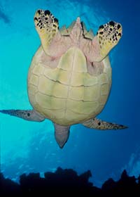 Turtle - Cozumel Mexico