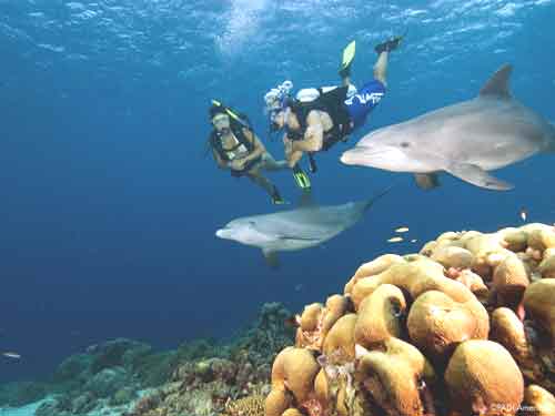 PADI eLearning dolphins