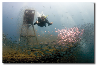 PADI eLearning fishes