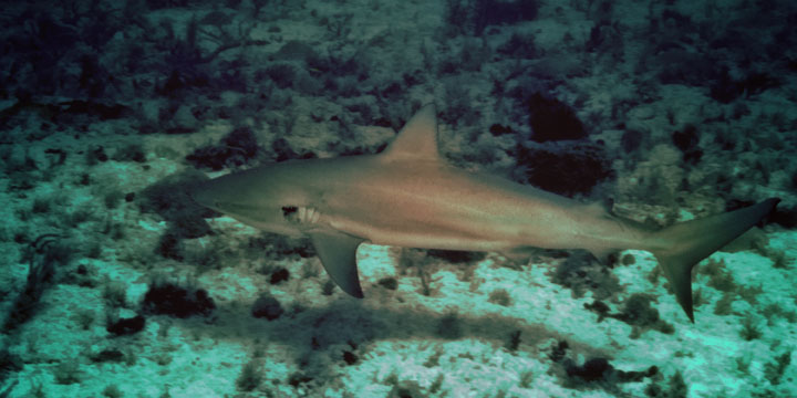 Reef Shark - Shark Watching Dive, West Palm Beach, FL