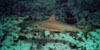 Shark Watch Trip - West Palm Beach, FL