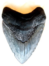 Shark Tooth Hunt - Venice, FL