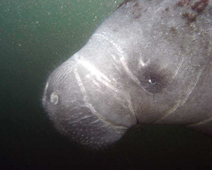 Manatees Trip - Crystal River, FL