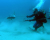 Spear Fishing Trip - West Palm Beach, FL