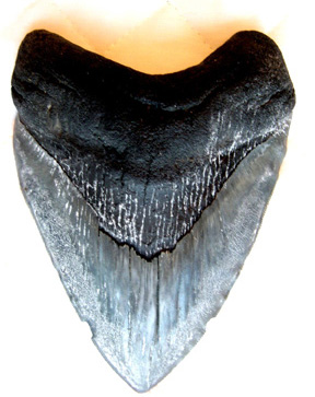 Diving For Fun Dive Trip Shark Teeth Hunting Venice Beach Florida Shark Tooth Hunt Megalodon Venice Fl
