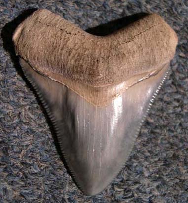 Diving For Fun Dive Trip Shark Teeth Hunting Venice Beach Florida Shark Tooth Hunt Megalodon Venice Fl Dive