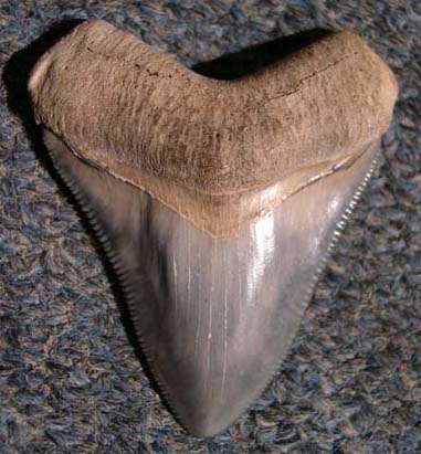 Shark Tooth Hunt, Megalodon Tooth, Venice, FL