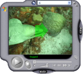 Video - Green Moray