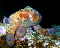 Digital Underwater Photography - Octopus, BVI's