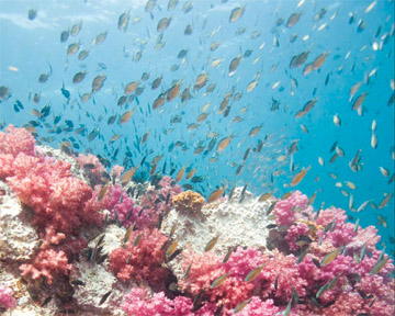 AWARE Coral Reef - Coral Reef