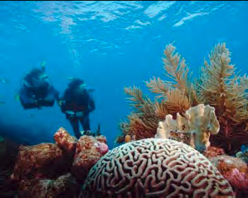 Underwater Naturalist - Dive Buddys