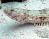 Bonaire - Saturday, May 10, 2008 - Afternoon Boat Dive - Dive Site: Bon Bini na Kas - Bluestriped Lizardfish