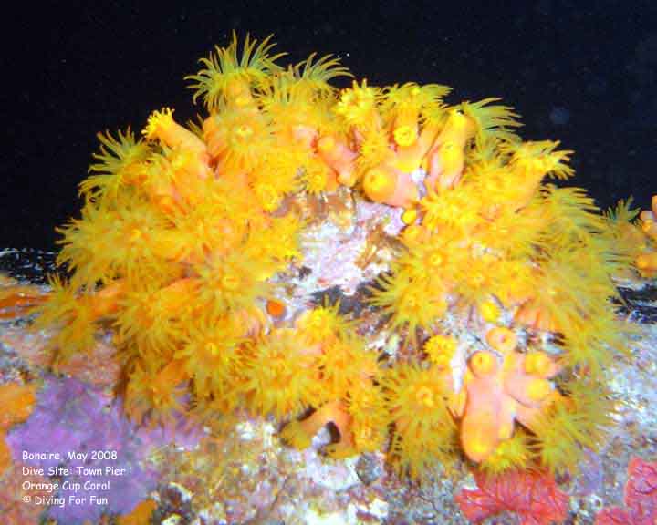 Diving For Fun - Bonaire - Tuesday, May 13, 2008 - Night Dive - Dive Site: Town Pier - Orange Cup Coral