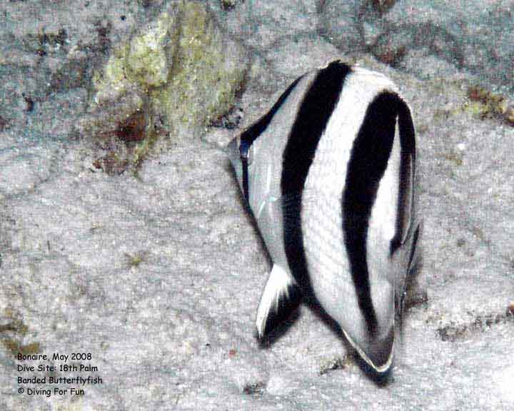 Diving For Fun - Bonaire - Wednesday, May 14, 2008 - Night Shore Dive - Dive Site: 18th Palms - Banded Butterflyfish