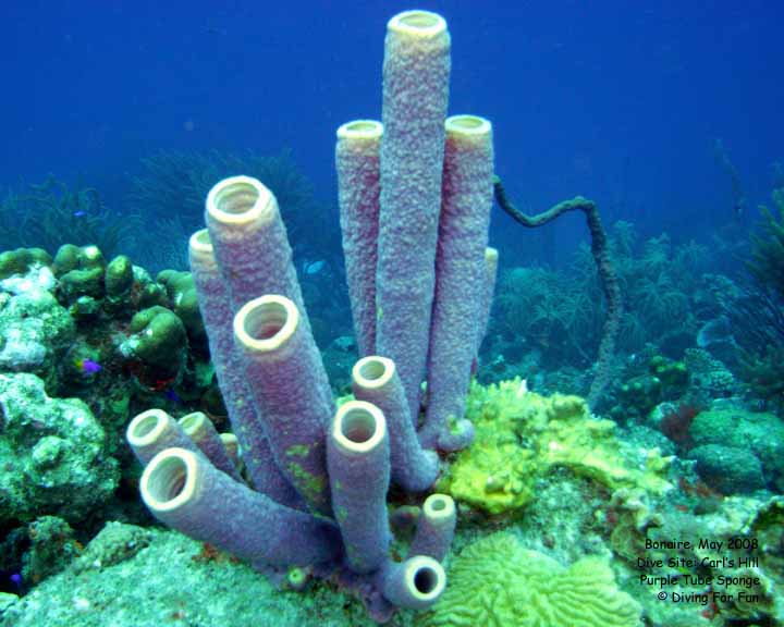 Diving For Fun - Bonaire - Thursday, May 15, 2008 - Morning Boat Dive - Dive Site: Carl's Hill - Purple Tube Sponge