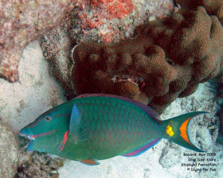Diving For Fun - Bonaire - Thursday, May 15, 2008 - Morning Boat Dive - Dive Site: Knife - Stoplight Parrotfish