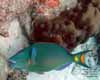 Bonaire - Sunday, May 11, 2008 - Morning Boat Dive - Dive Site: Knife - Stoplight Parrotfish