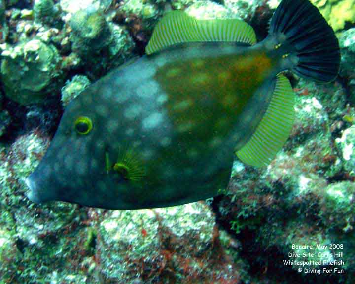 Diving For Fun - Bonaire - Thursday, May 15, 2008 - Morning Boat Dive - Dive Site: Carl's Hill - Whitespotted Filefish