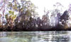 Swim with the Manatees, Crystal River, FL - December 17, 2006