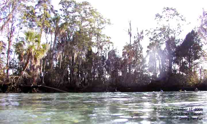 Swim with the Manatees - Crystal River, FL - December 17, 2006