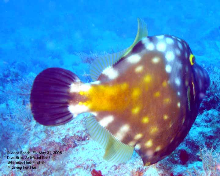 Diving For Fun - Riviera Beach, FL - Saturday, May 31, 2008 - Boat Dive - Dive Site: Artificial Reef - Whitespotted Filefish