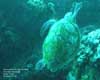 Riviera Beach, FL - Saturday, May 31, 2008 - Morning Boat Dive - Dive Site: Juno Ledge - Green Turtle