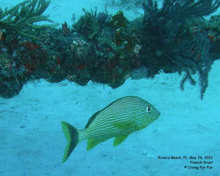 Diving For Fun - Riviera Beach, FL - May 24-25, 2012 - Spear Fishing Dive - French Grunt