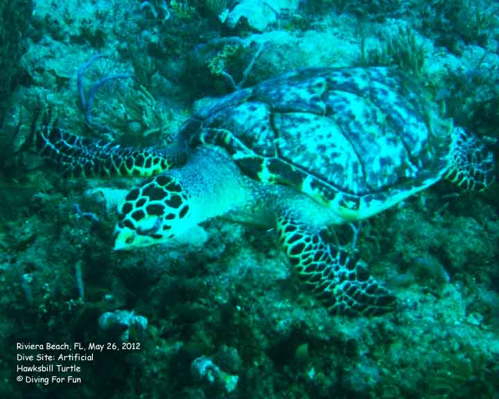 Diving For Fun - Riviera Beach, FL - May 24-25, 2012 - Spear Fishing Dive - Hawksbill Turtle