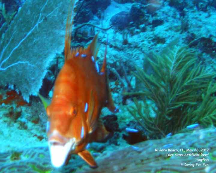 Diving For Fun - Riviera Beach, FL - May 24-25, 2012 - Spear Fishing Dive - Hogfish