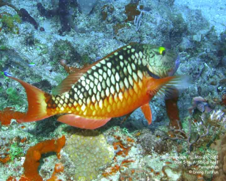 Diving For Fun - Riviera Beach, FL - May 24-25, 2012 - Spear Fishing Dive - Parrot Fish
