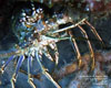 Riviera Beach, FL - May 24-25, 2012 - Lobster