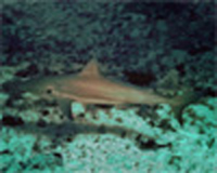 Reef Shark - Shark Watching Dive, West Palm Beach, FL