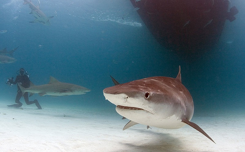 Tiger Shark - Shark Watching Dive, West Palm Beach, FL