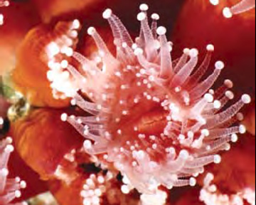 Underwater Naturalist - Giant Sea Anemone