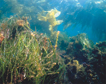Underwater Naturalist - Water Veggietation