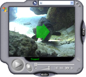 Video - Grouper