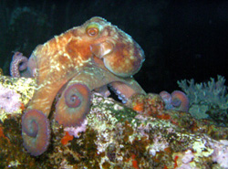 Photoshop Elements I - Colorful Octopus