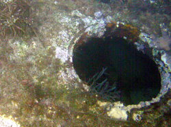 5 for 4 Specialties - Wreck Porthole